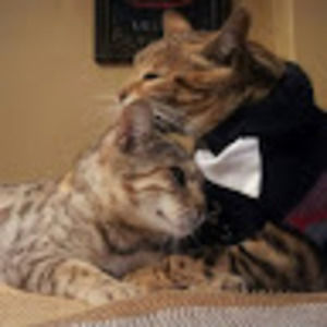 Meet your Posher, Talya